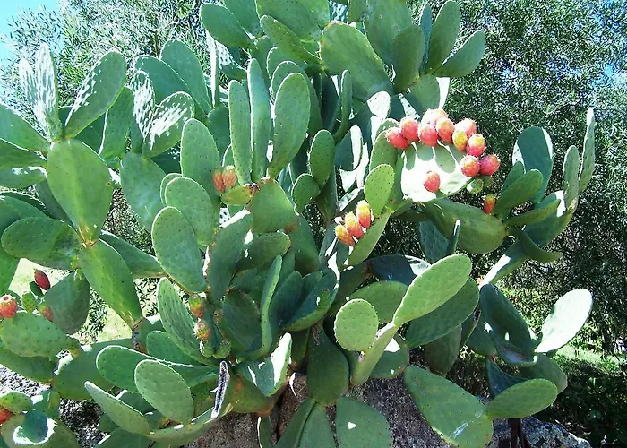 Ristorante Funtana Abbas 3* Luras