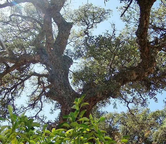 Hotel Ristorante Funtana Abbas 3*